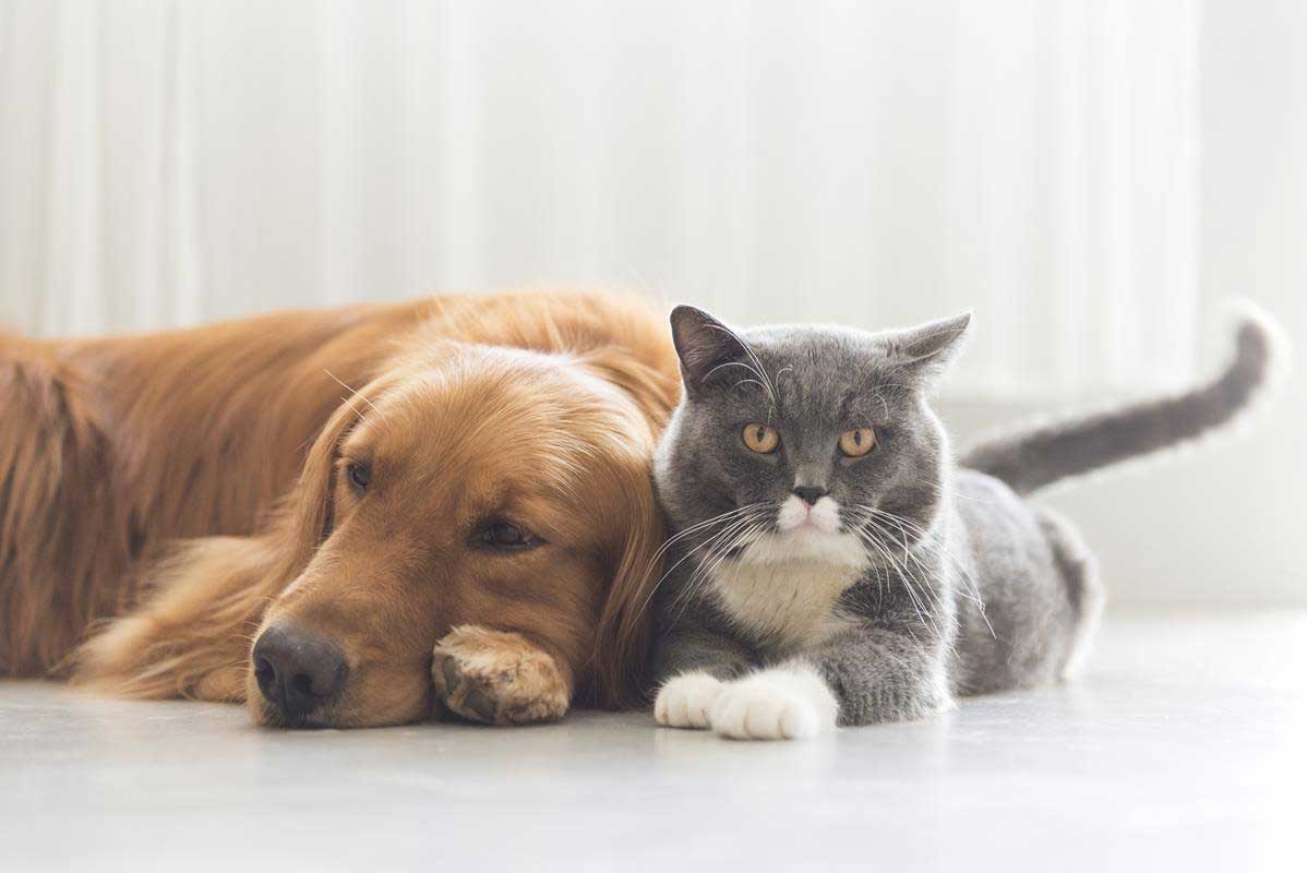 about our veterinary practice  Eustis, FL